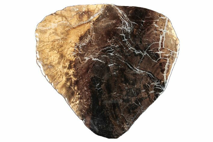 Jurassic Purbeck Fossil Wood Slab - Dorset, England #285020